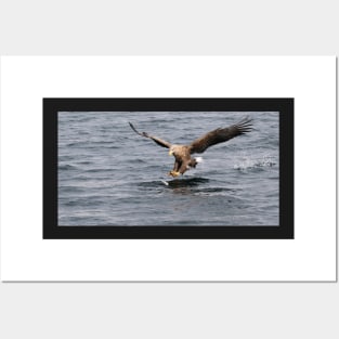 White tailed eagle fishing Posters and Art